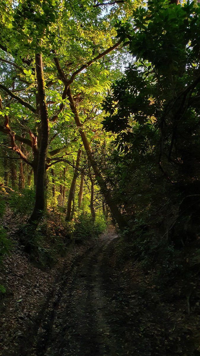 cornish_jack's tweet photo. In Dorset for the weekend.
Staying in a village called Tincleton, right in the woods.
Walking as the sun goes down between the trees.
#Dorest #Woods #WoodlandWalk #HardyWay #Tincleton #Dorchester https://t.co/I0N6KXao0k