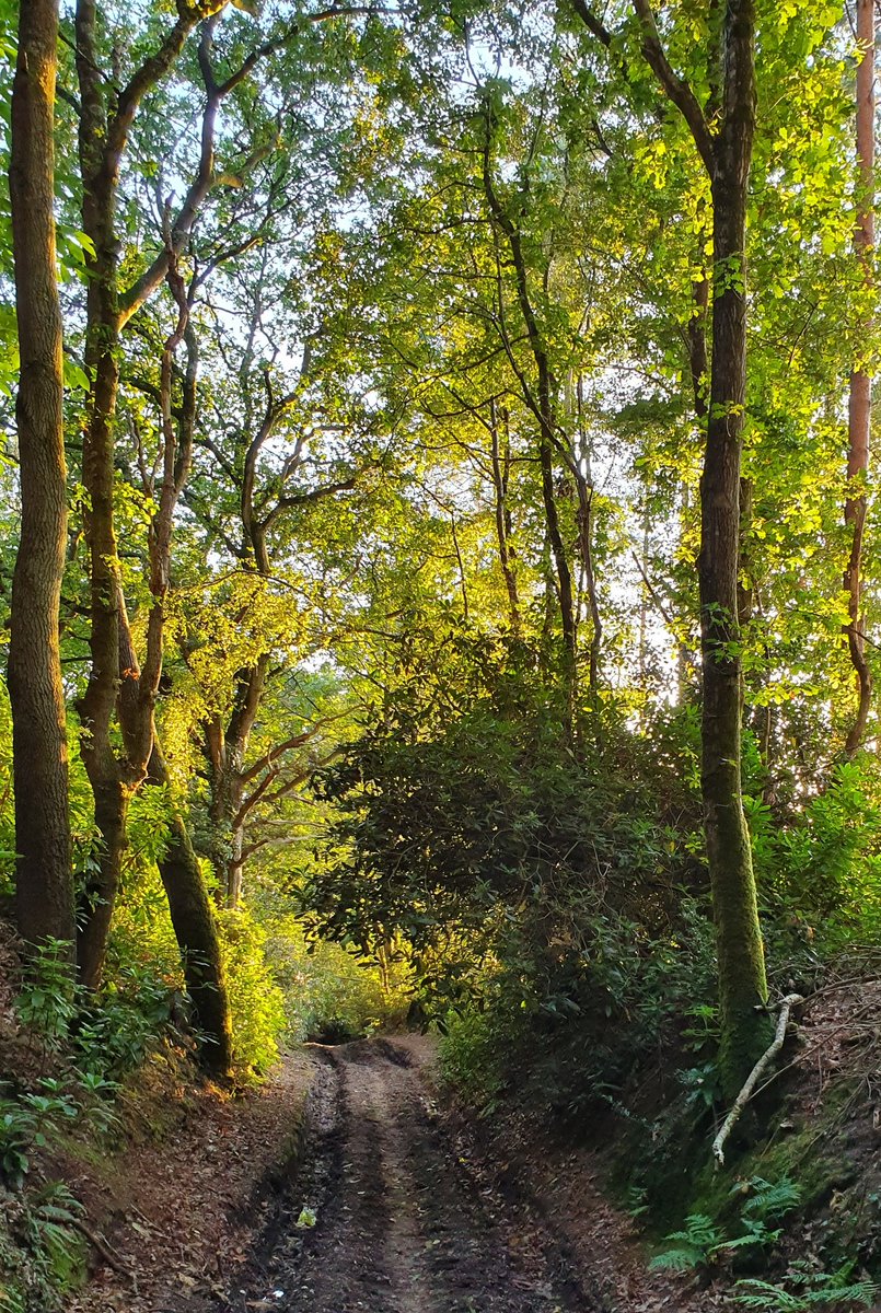 cornish_jack's tweet photo. In Dorset for the weekend.
Staying in a village called Tincleton, right in the woods.
Walking as the sun goes down between the trees.
#Dorest #Woods #WoodlandWalk #HardyWay #Tincleton #Dorchester https://t.co/I0N6KXao0k