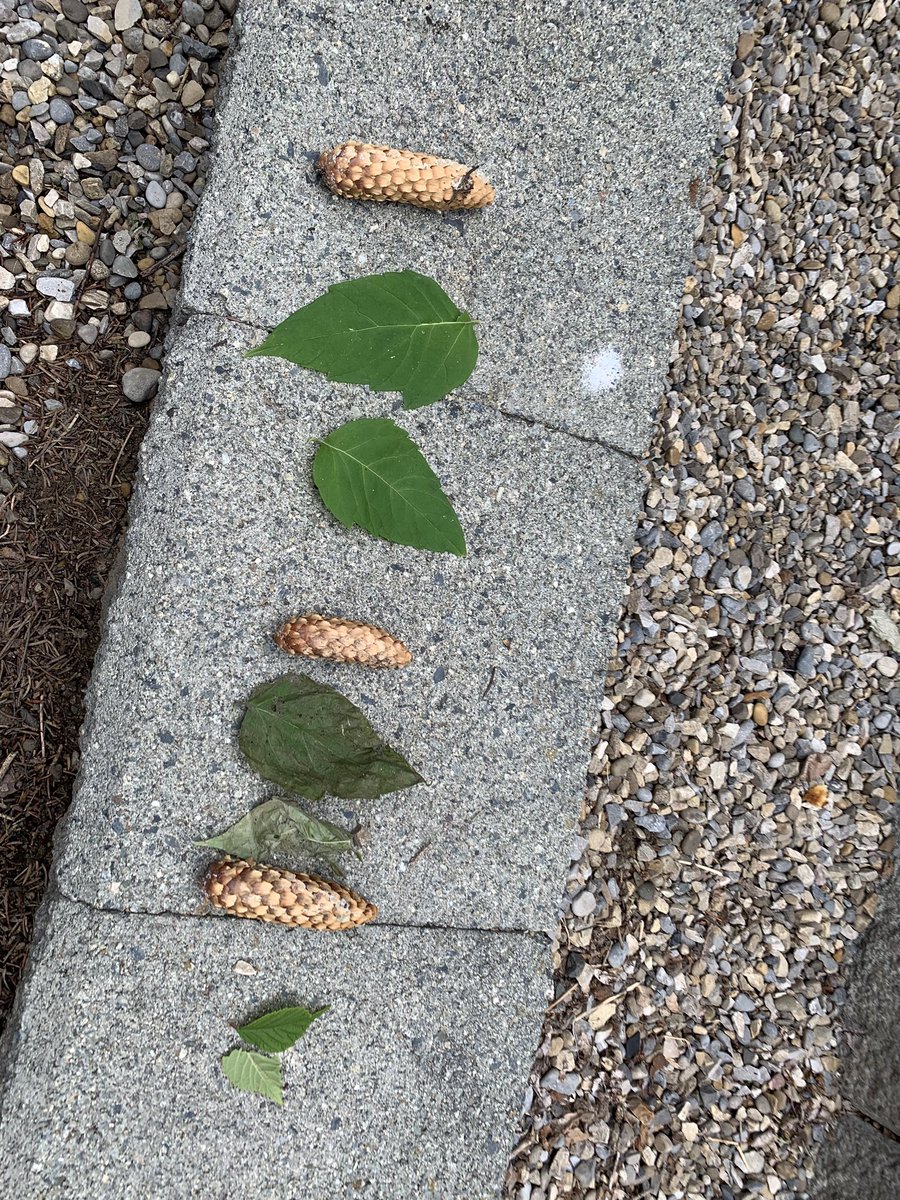 EppicMoments's tweet photo. Creating and translating patterns in our glorious courtyard! #CBELearns #patterns https://t.co/lWIaWUX2ip