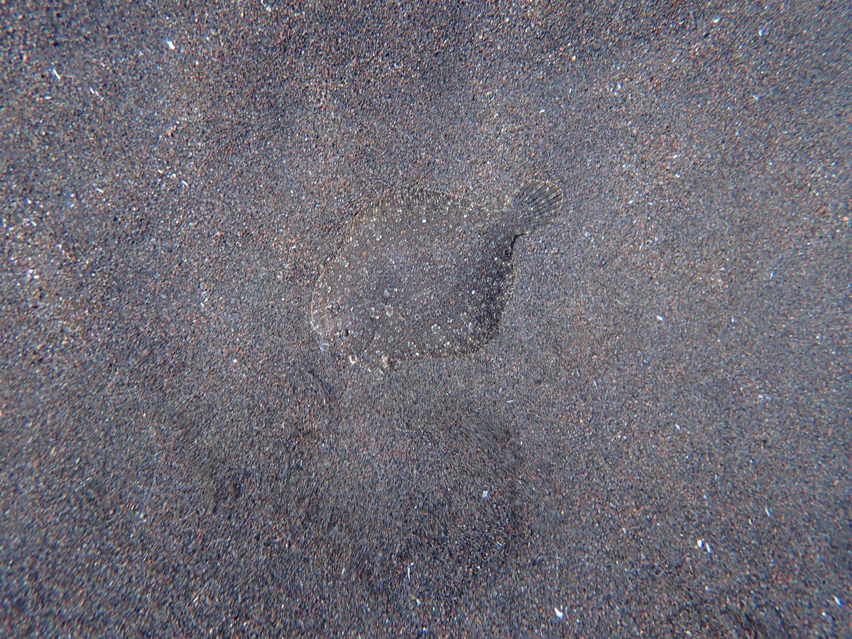 lowennabjones's tweet image. Today’s @UoEFieldAzores had to look closely to notice this wide-eyed flounder and blenny #fish with their highly specialised #camoflauge against the varied biotopes of Porto Pim @ExeterMarine @chrislaing80 #fieldazores