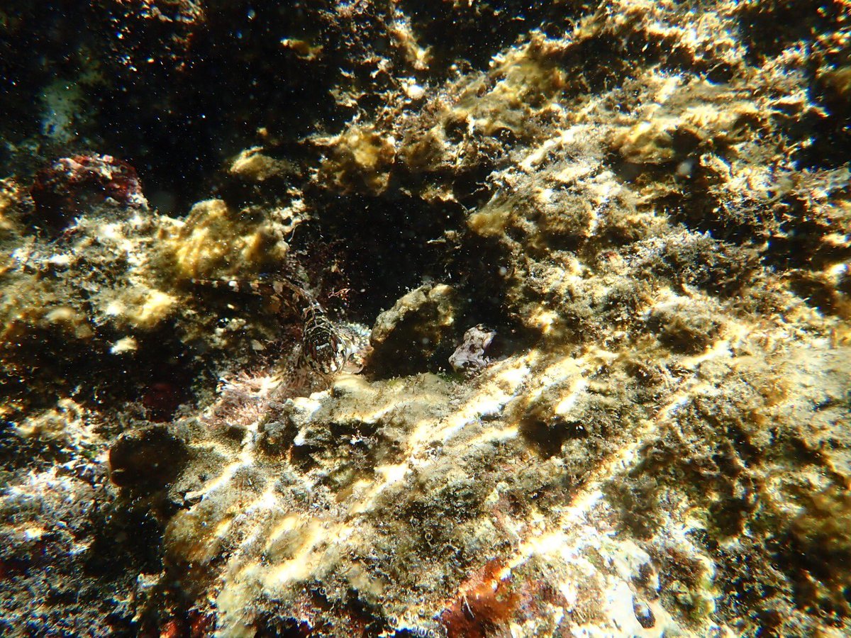 Today’s <a href="/UoEFieldAzores/">Azores Field Course</a> had to look closely to notice this wide-eyed flounder and blenny #fish with their highly specialised #camoflauge against the varied biotopes of Porto Pim @ExeterMarine <a href="/chrislaing80/">Chris Laing</a> #fieldazores