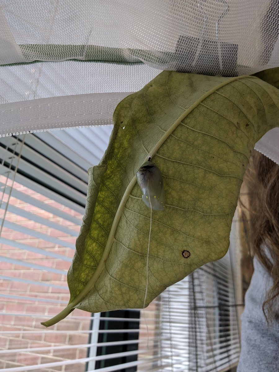 MoiseOVES's tweet photo. Anxiously awaiting our new friends! #monarchbutterfly #savethemonarch https://t.co/gAlgYXVo7p