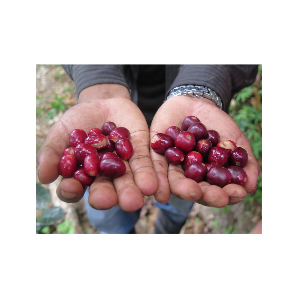 A Fun Fact For your Friday! What we call a coffee bean is actually the coffee cherry! Its skin, the exocarp is thick and bitter. The fruit beneath it, the mesocarp is intensely sweet. The parenchyma is a slimy, honey-like layer that protects the bean. #VirginiaIsForCoffeeLovers