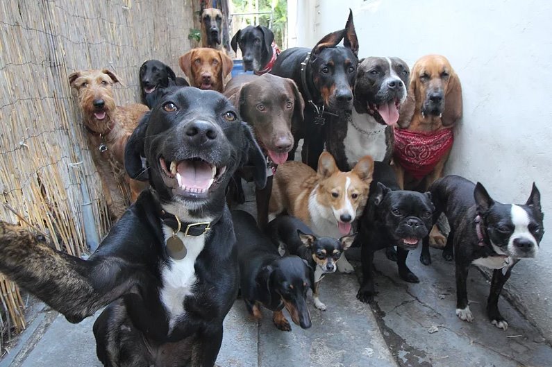 DogSolutions's tweet photo. g00d time with a crew; what trouble will be found? Only friendships https://t.co/HwX3ph3JIx