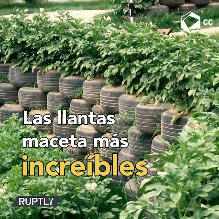 Y hacer pure de papa, papas fritas, papas a la francesa, sopa de papa