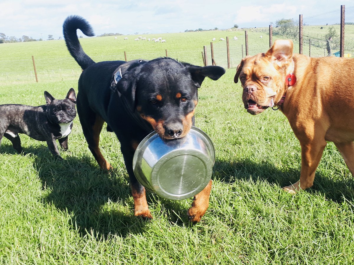 dogplaycreche's tweet photo. Ralphie thinks it’s snack time 😍🐶 #someonefillthisplease #heyladythisisempty #followmefriends #thedogplaycentre #doggydaycare #dogsofinstagram https://t.co/ASe5Bd9VN4