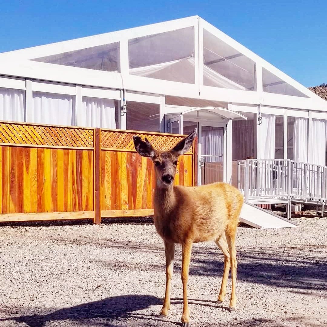 LosbergerUS's tweet photo. Somebody is pretty darn fawned ๐ฆ of Losberger De Boer structures โค
๐ท: Convict Lake resort
#micdrop #ohdeer
#noideer #cantstopwontstop
#LosbergerDeBoer100 #convictlakeresort #tent #structure #eventprofs https://t.co/EwuVfWpRoR