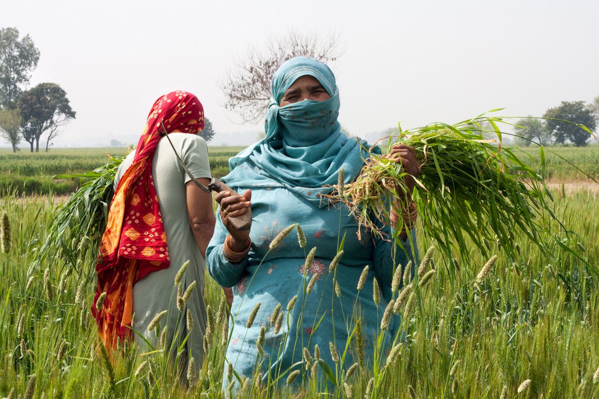 In recent years, it has become more and more difficult for #farmers in developing countries to feed their communities efficiently due to extreme weather conditions caused by climate change.

Find out the latest news on global #nutrition here 👇
nutritionobservatory.org