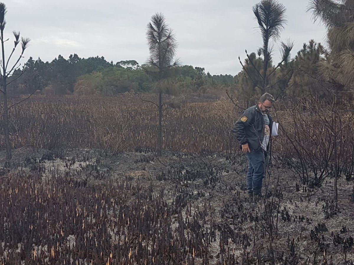 IGP_SC_OFICIAL's tweet photo. IGP está neste momento realizando uma avaliação inicial na área que foi queimada na Serra do Tabuleiro.
Os trabalhos estão sendo realizados com auxílio da Polícia Ambiental. https://t.co/GWFXo447KF
