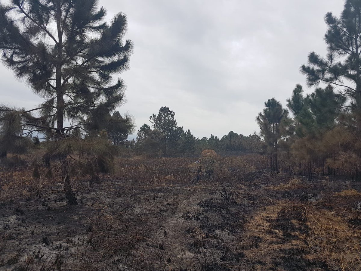 IGP_SC_OFICIAL's tweet photo. IGP está neste momento realizando uma avaliação inicial na área que foi queimada na Serra do Tabuleiro.
Os trabalhos estão sendo realizados com auxílio da Polícia Ambiental. https://t.co/GWFXo447KF