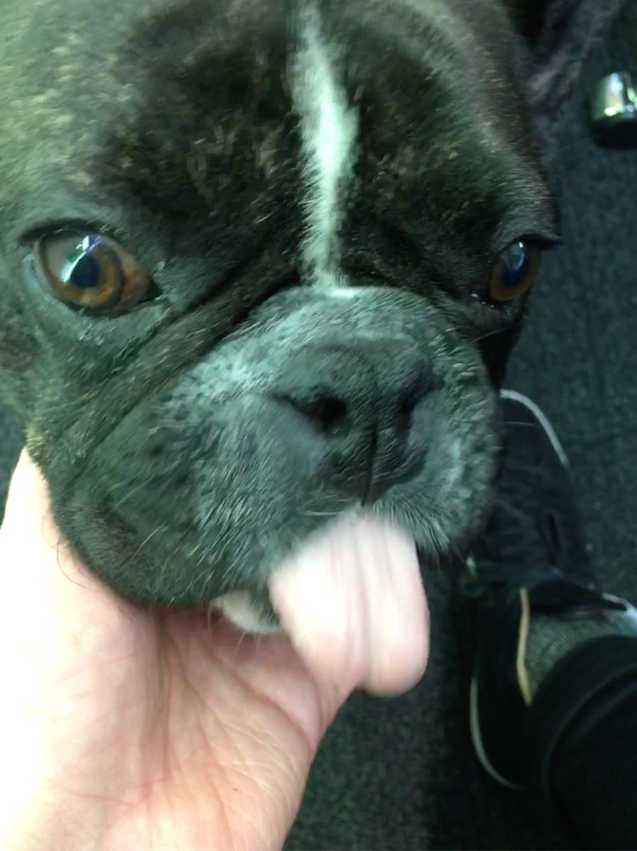 What a nice first week at @ThompsonBP. Everyone’s been lovely. There’s lots to get stuck into. Plus I got to meet Frank the dog.