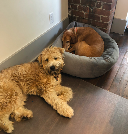 TIMIACapital's tweet photo. Gassed out after another busy week in Gastown. Anyone else feeling like Kato and Chewie this Friday afternoon? #TIMIAdogs #dogsthatwork πΆ https://t.co/AuFKrjG2OV