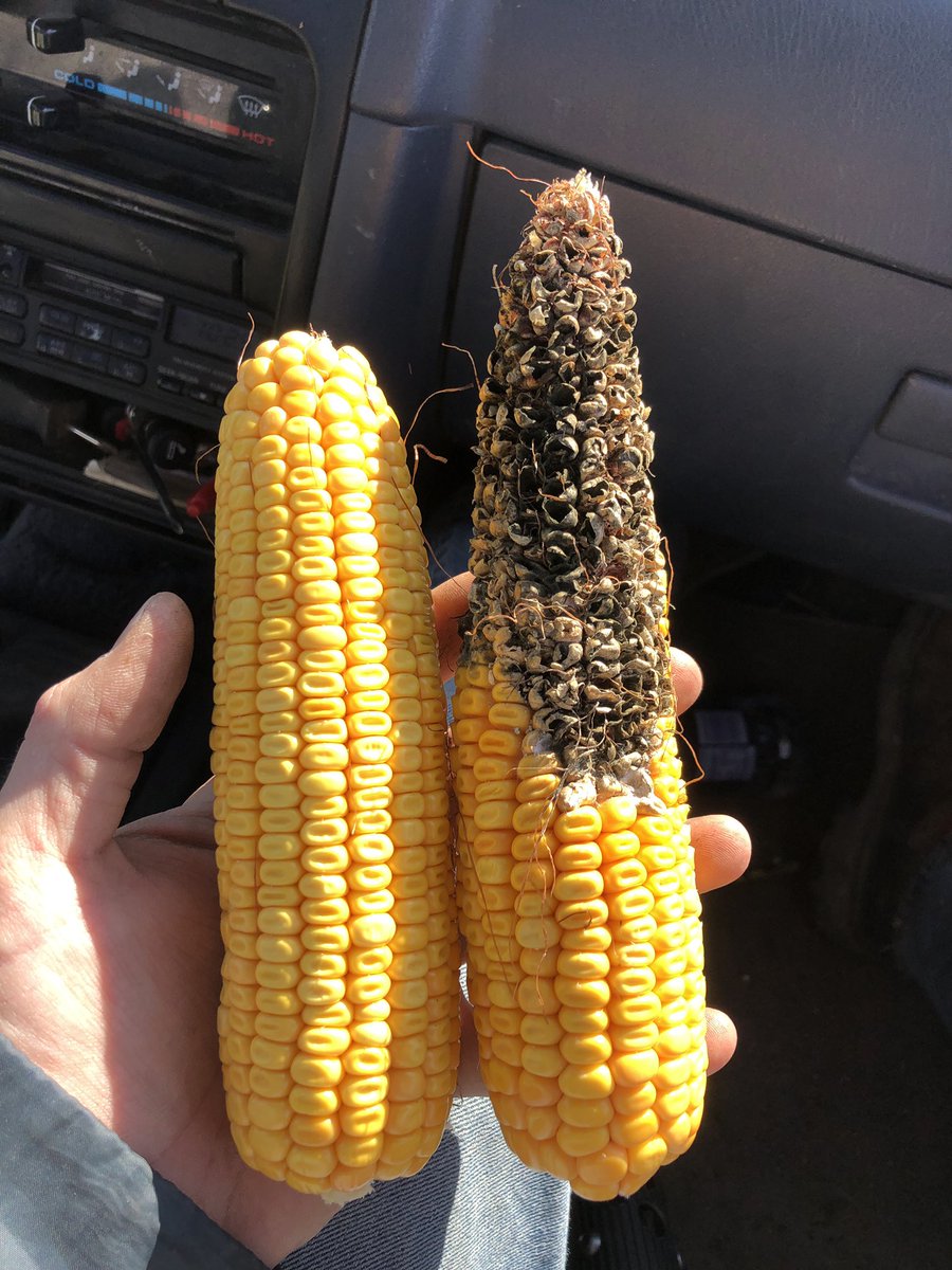 LeeDahl1's tweet photo. Corn progression is slow , blackbirds like it though #corn2019 https://t.co/vUawDzrDqS