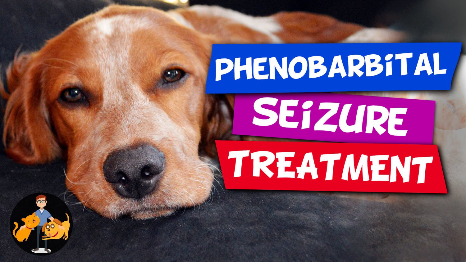 Dr Alex Phenobarbital The Best Treatment For Dog Epilepsy Penobarbital Is One Of The Most Common Drugs Used In The Treatment Of Dog Epilepsy And To Control Seizures Learn About