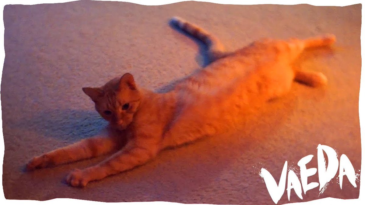 MeowMoeDotCom's tweet photo. SURPRISE! #Vaeda is back! Look at those ...
 
#Cats #Cat #Kittens #Kitten #Kitty #Pets #Pet #Meow #Moe #CuteCats #CuteCat #CuteKittens #CuteKitten #MeowMoe
 
#Artist #Artwork #Be #Bethany #BethBeRad #Birbs #Birds #Cockatiel #Comedy
 
https://t.co/9sMTRRLa9L
 
. https://t.co/ItDaqj01hw