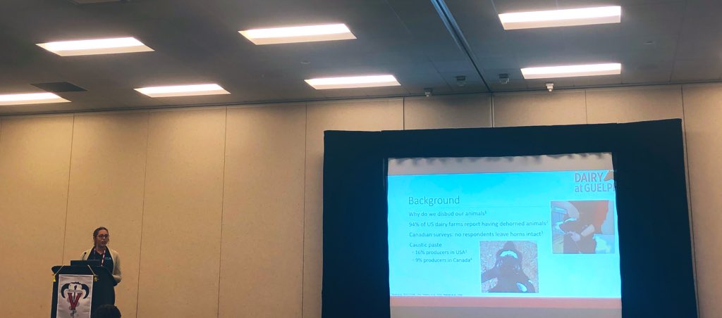 DairyatGuelph's tweet photo. @CassieReedman showed that meloxicam and lidocaine reduce cortisol levels when disbudding calves. Thanks for sharing your results with #aabp2019. #paincontrol #disbudding #dairycalves #dairyatguelph https://t.co/9JVw1mepFG