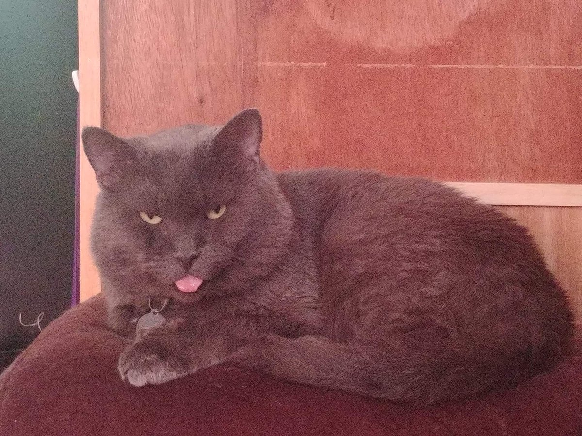 DeadfirePrime's tweet photo. Yea! So? What are you going to do about it? <3 Mylo #CatsOfTwitter #Cat https://t.co/rLv5flI5zp
