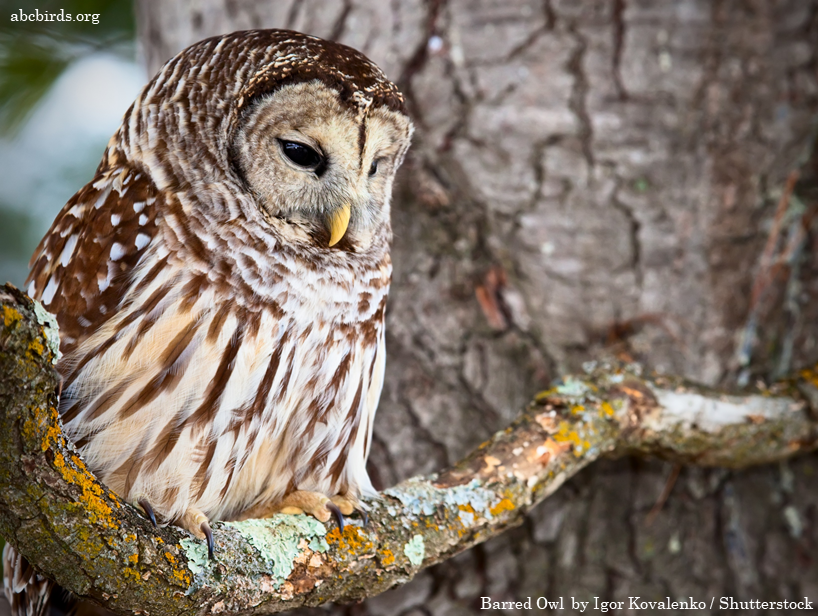 AppMountainsJV's tweet photo. 📣 It’s Feathered Friends Friday here at the Appalachian Mountains Joint Venture #AMJV! 📣
 
Today is all about the Barred Owl 🦉, "an attractive owl, with soulful brown eyes..." and a "hooting call, “Who cooks for you? Who cooks for you-all?”" Learn more: https://t.co/65MckK8RnT https://t.co/mBmoAQGOVM
