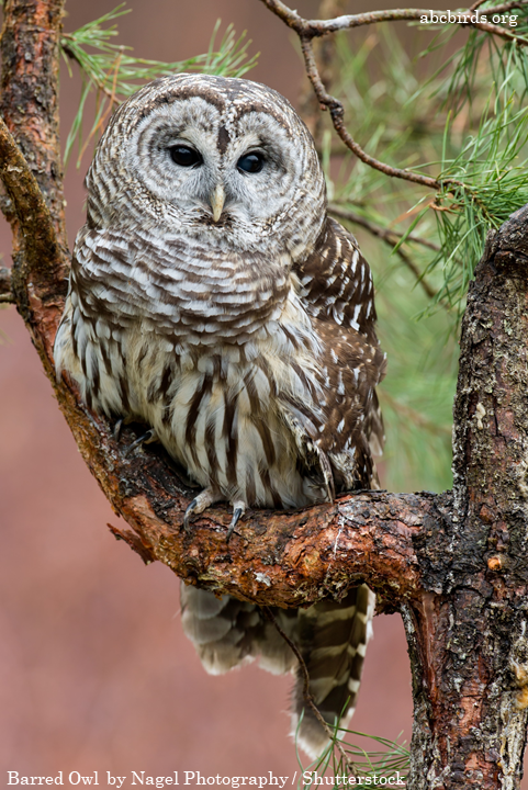 AppMountainsJV's tweet photo. 📣 It’s Feathered Friends Friday here at the Appalachian Mountains Joint Venture #AMJV! 📣
 
Today is all about the Barred Owl 🦉, "an attractive owl, with soulful brown eyes..." and a "hooting call, “Who cooks for you? Who cooks for you-all?”" Learn more: https://t.co/65MckK8RnT https://t.co/mBmoAQGOVM