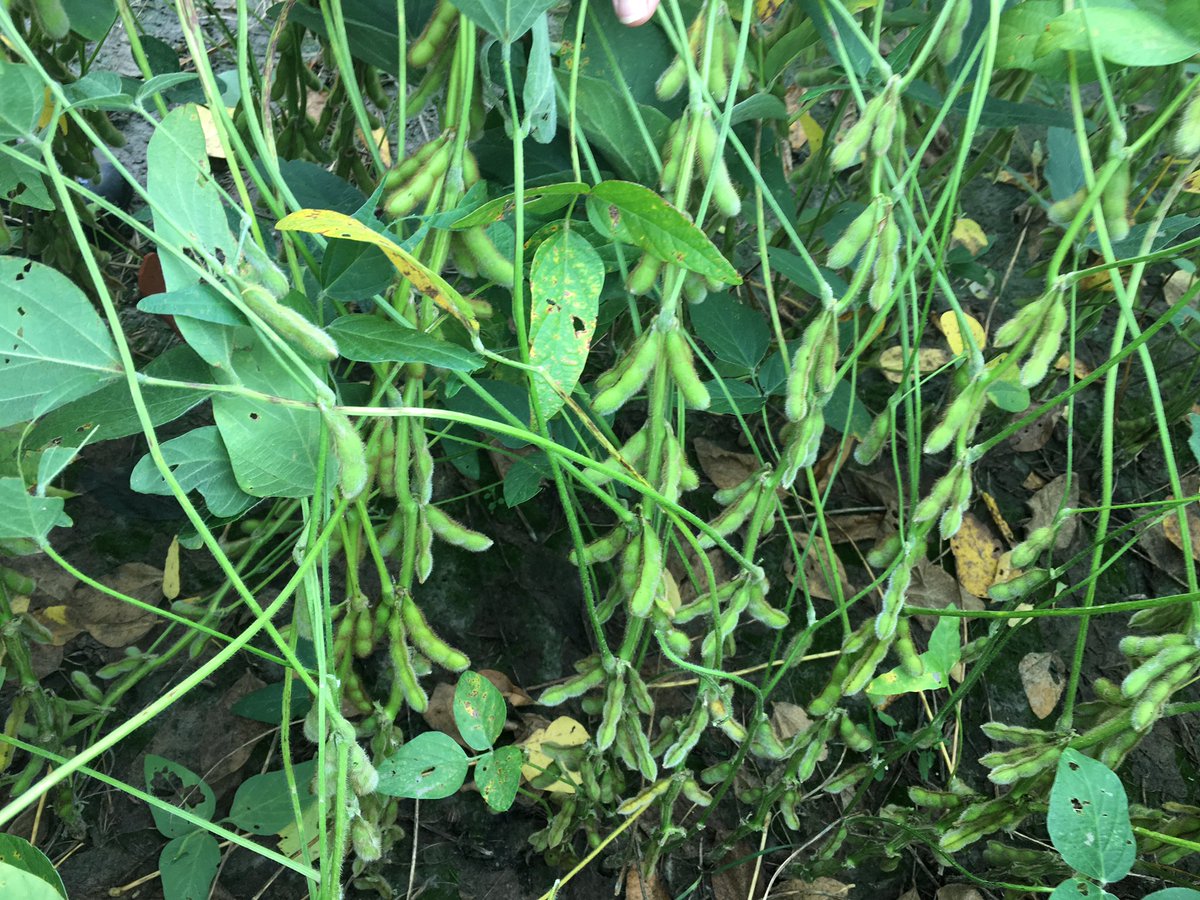 aewood73's tweet photo. Checking NE Ag Expo soyb trial in Pasquotank Co since hurricane Dorian.  A little tangled still looking good. Pics of plants inside plot &amp; not on end. Lots of pods &amp; getting excellent seed size. Can't wait till harvest. @NCSUsoybeans @ncsoybeans @pasquotankCES @NCExtension https://t.co/x0U7MlXuk6