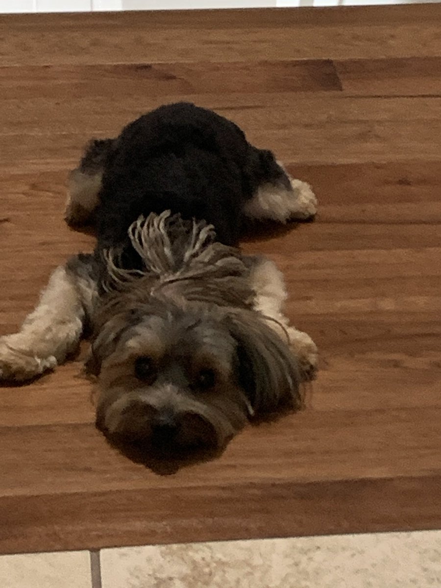 RemingtonMoe's tweet photo. Daddy came home today! But then he left! 😢 I miss mommy and daddy! And want to meet Griffin!! https://t.co/5GiLoZEC28