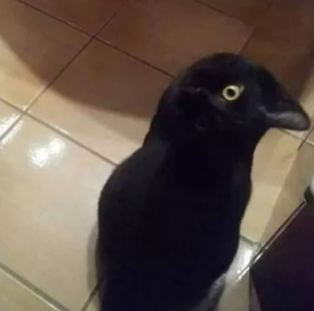 Fav si tu vois un chat
RT si tu vois un corbeau mais en fait, à y regarder de plus près, c'est un chat