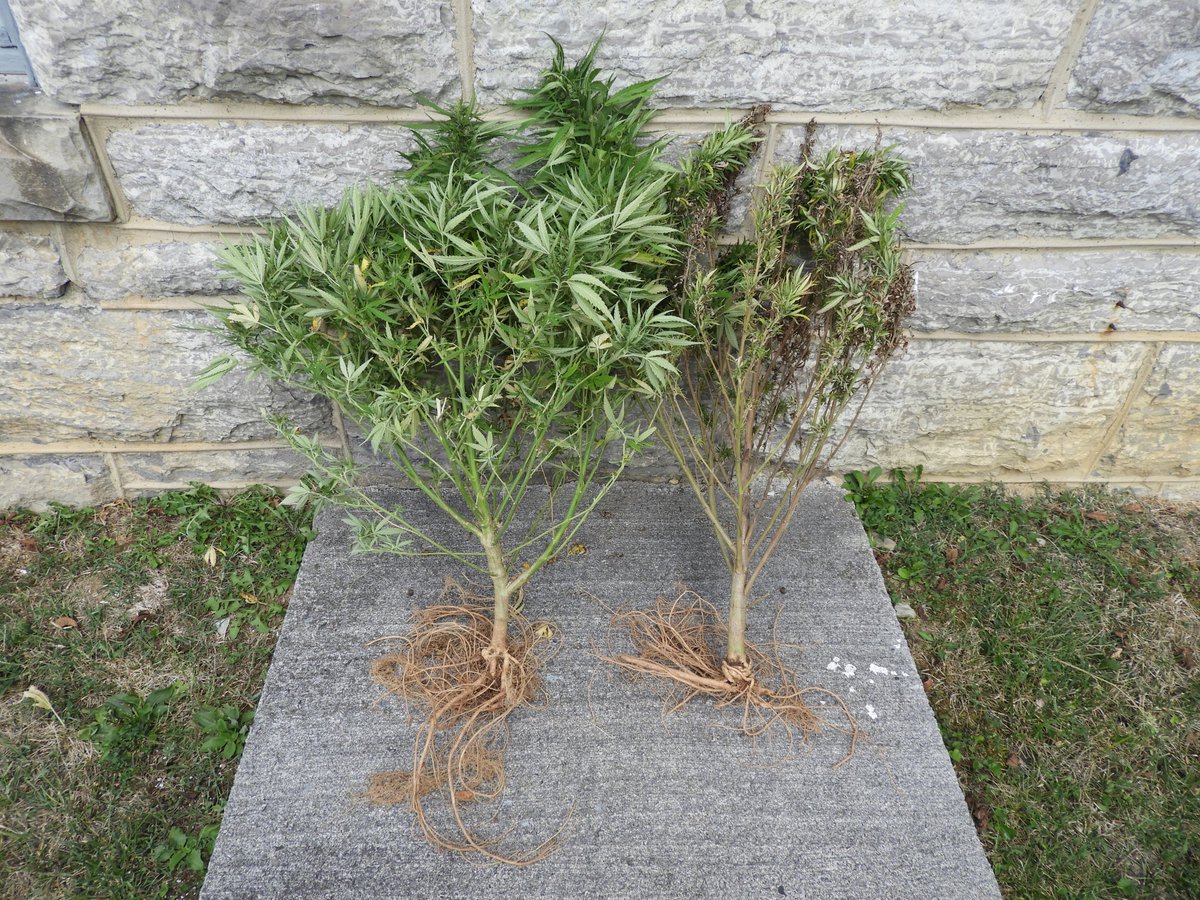 Mary Ann Hansen tweet media