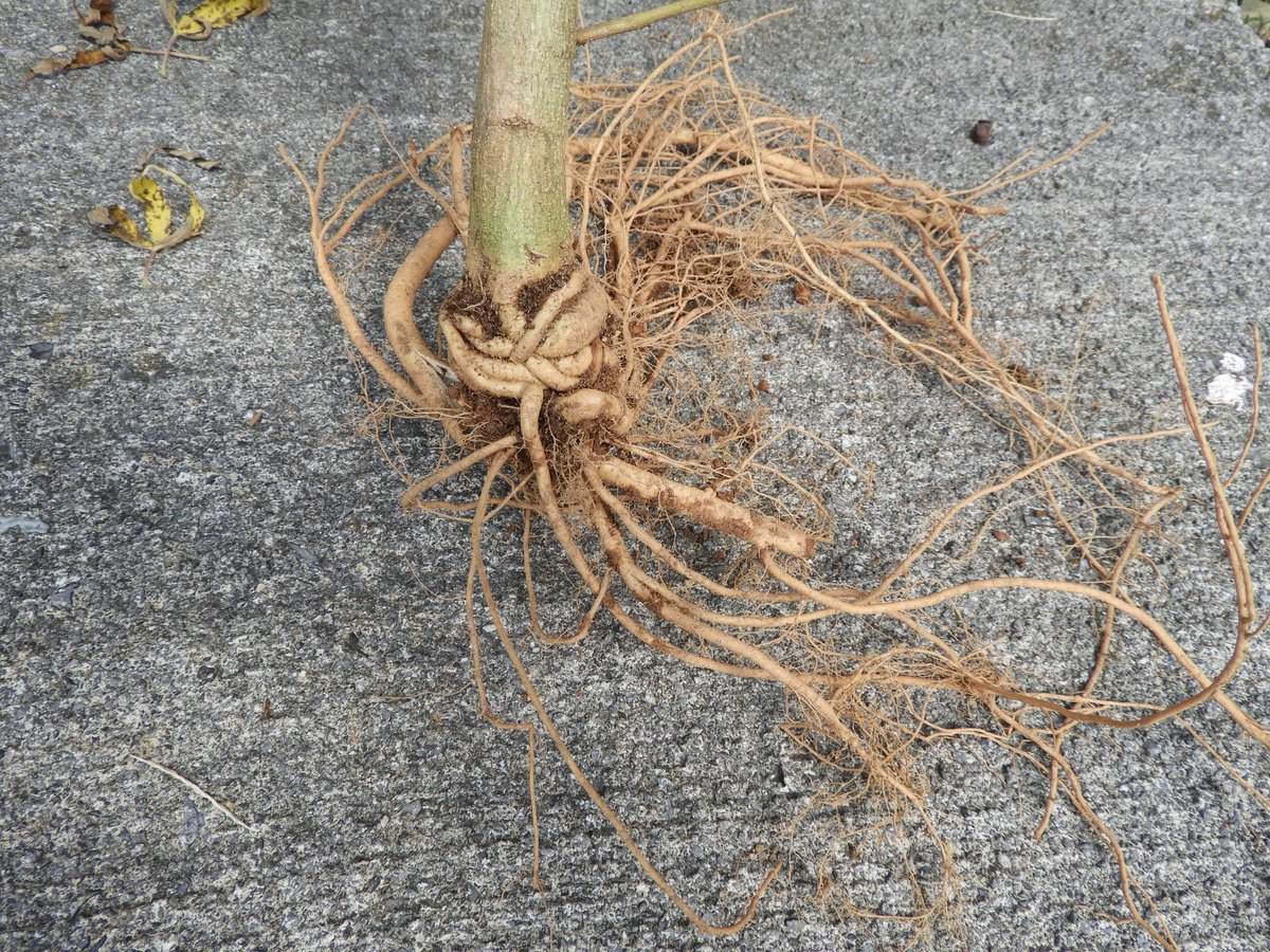 Mary Ann Hansen tweet media