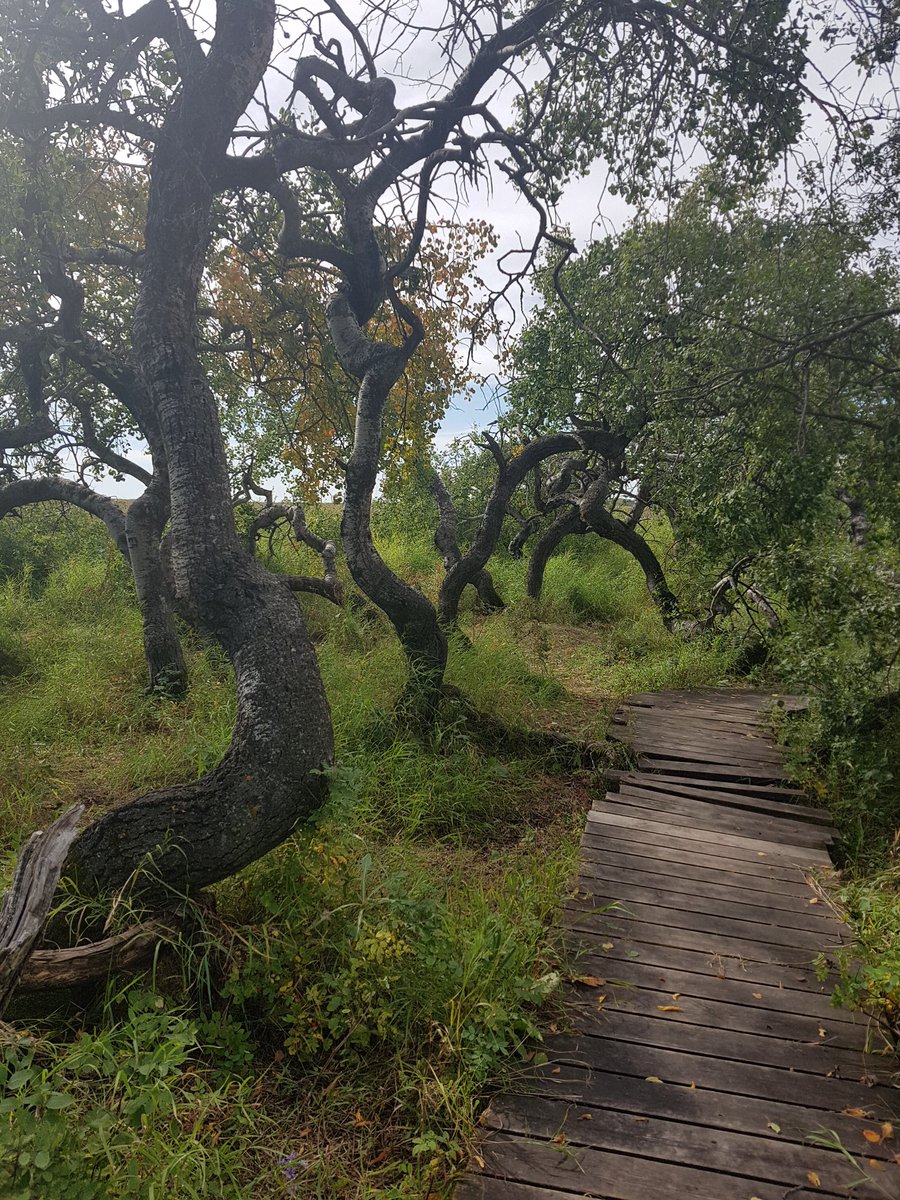 JoannaCanterra's tweet photo. #TheCrookedBush one of Saskatchewan's #unexplainedwonders Another #NWSask #sitetosee https://t.co/zHPKj0Kxiu
