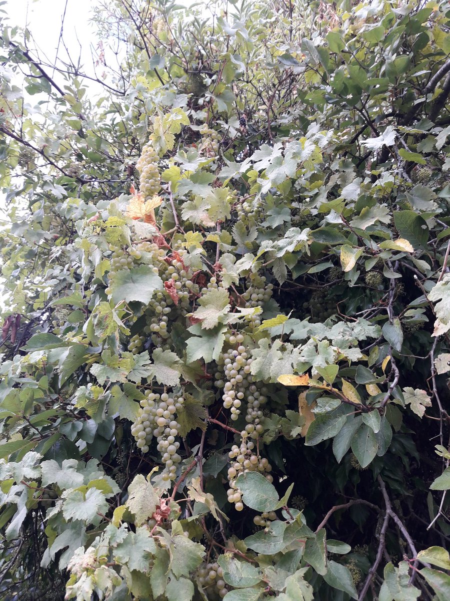 Palou8176's tweet photo. Il y a au moins une #vigne sauvage @BG76230 @rouen qui fera la joie des vendangeurs lors de la prochaine #vendangesdesvoisins organisée par #InVignoMeritas au profit des #SSVP StVincentdePaul de @MetropoleRouenN https://t.co/9hSSI64KNo