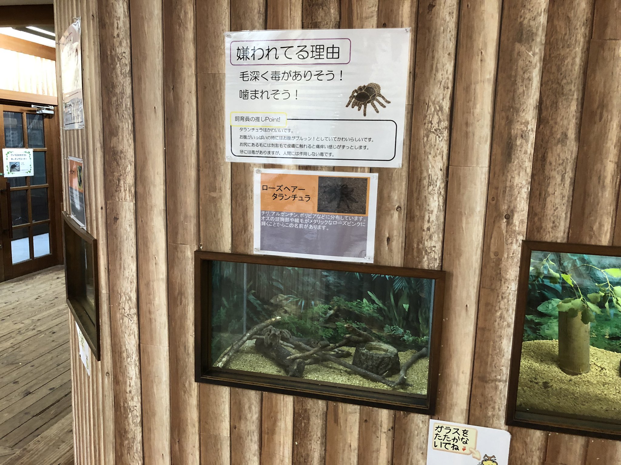 長崎バイオパーク公式 おはようございます 今日から昆虫館では 好かれる虫 嫌われる虫 展が始まりました かっこいいあんな虫 や普段は目をそむけがちなあんな虫をじっくり観察するチャンスです ガラス越しなら怖くないですよね たぶん T Co