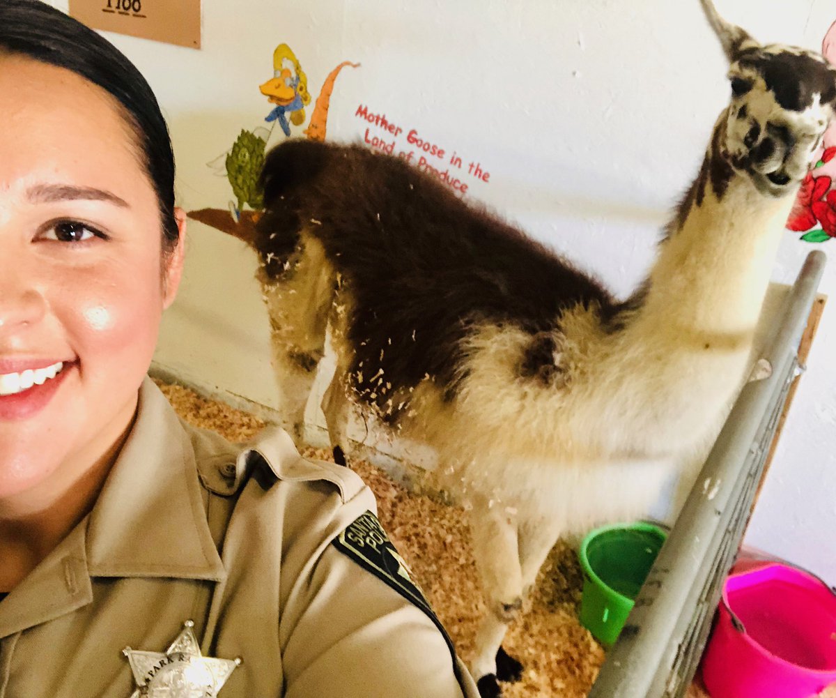 SantaCruzPolice's tweet photo. A whole lot of fun @SantaCruzFair Visit the SCPD booth ๐๐ก we are here all weekend!
NO #LlamaDrama Just #BigFairFun
#SantaCruzPolice Officers, Rangers & VIPS on hand to say hello, give away swag & high fives ๐, answer your questions, try out our gear & talk job opportunities. https://t.co/QDoLB53Zvd