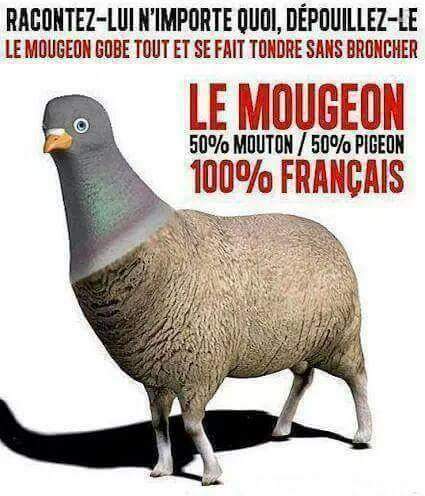 TSHIRTPUNCHLINE's tweet photo. @PageBalkany @ibalkany Bon vent Patrick https://t.co/is6bq5nVql