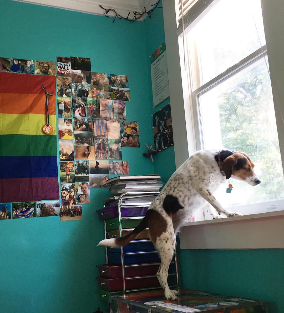 queerballerina's tweet image. Please help us find Lily :( She went missing this morning near knotley road and New Hampshire Avenue. And we are very worried for her wellbeing. I beg you if you’ve seen her please reach out to me. #silverspring #montgomerycounty #montgomerycountyanimalservices