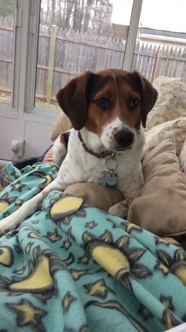 queerballerina's tweet image. Please help us find Lily :( She went missing this morning near knotley road and New Hampshire Avenue. And we are very worried for her wellbeing. I beg you if you’ve seen her please reach out to me. #silverspring #montgomerycounty #montgomerycountyanimalservices