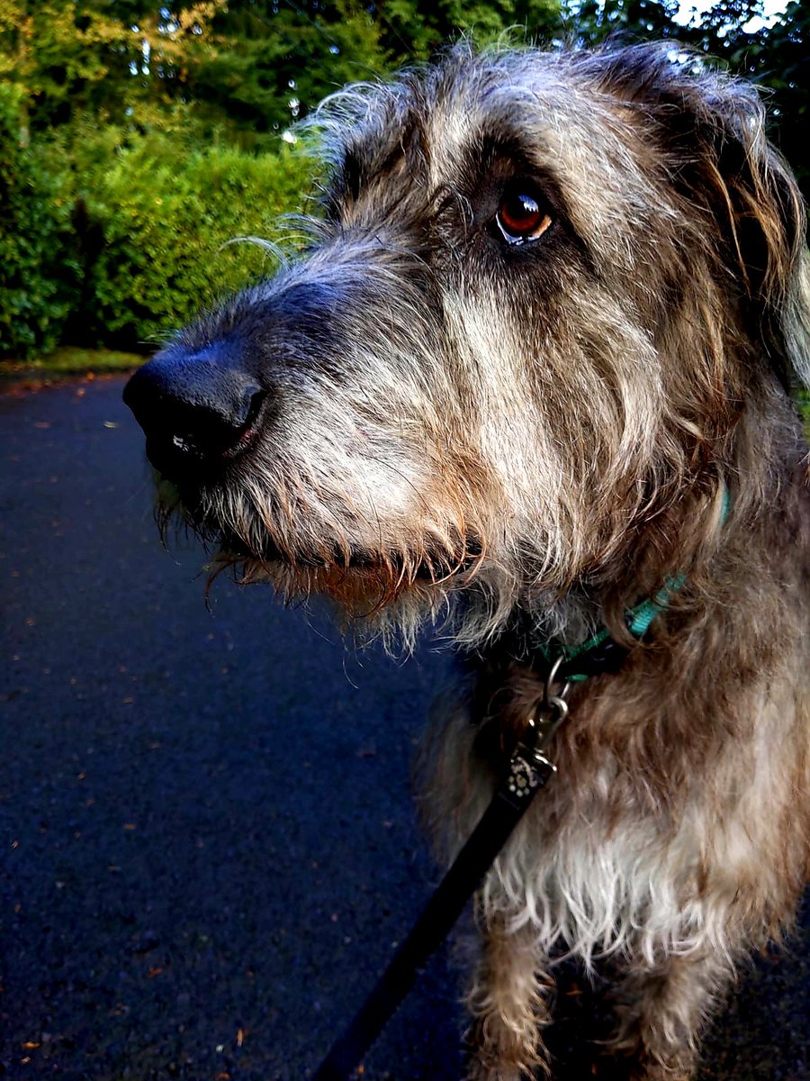 _TailsAndTrails's tweet photo. Aengus by way of Ireland. #DogCelebration #dogwalkerpdx #pdxdogwalker #irishwolfhound https://t.co/pjzfFP7nor