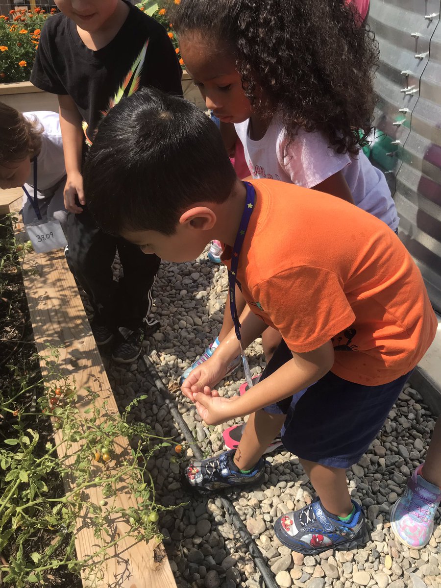 Hollin Meadows Garden tweet media