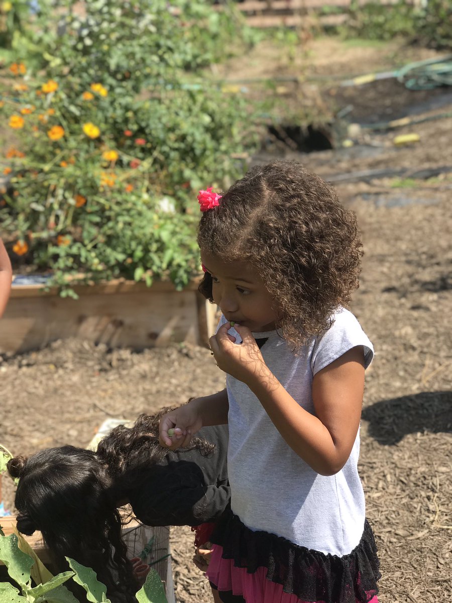 Hollin Meadows Garden tweet media