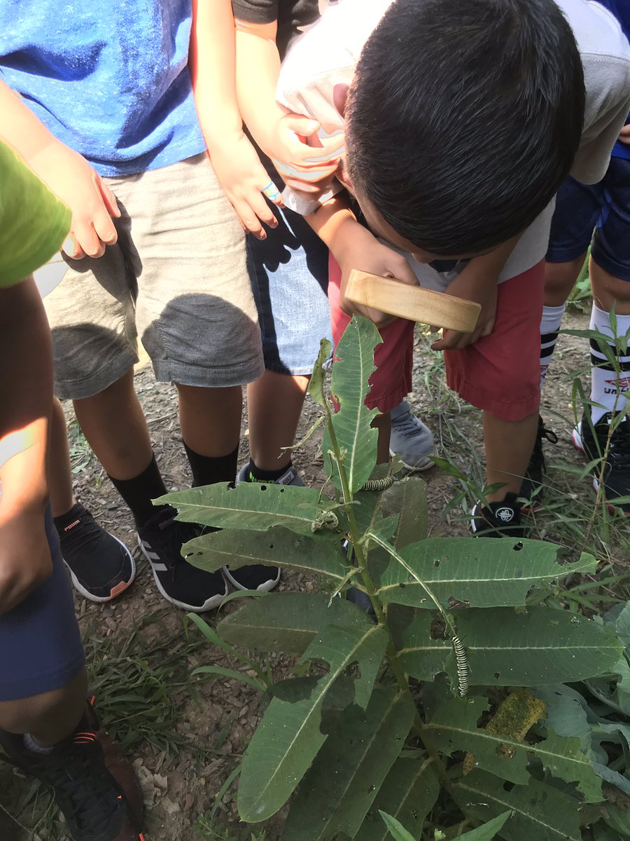 Hollin Meadows Garden tweet media