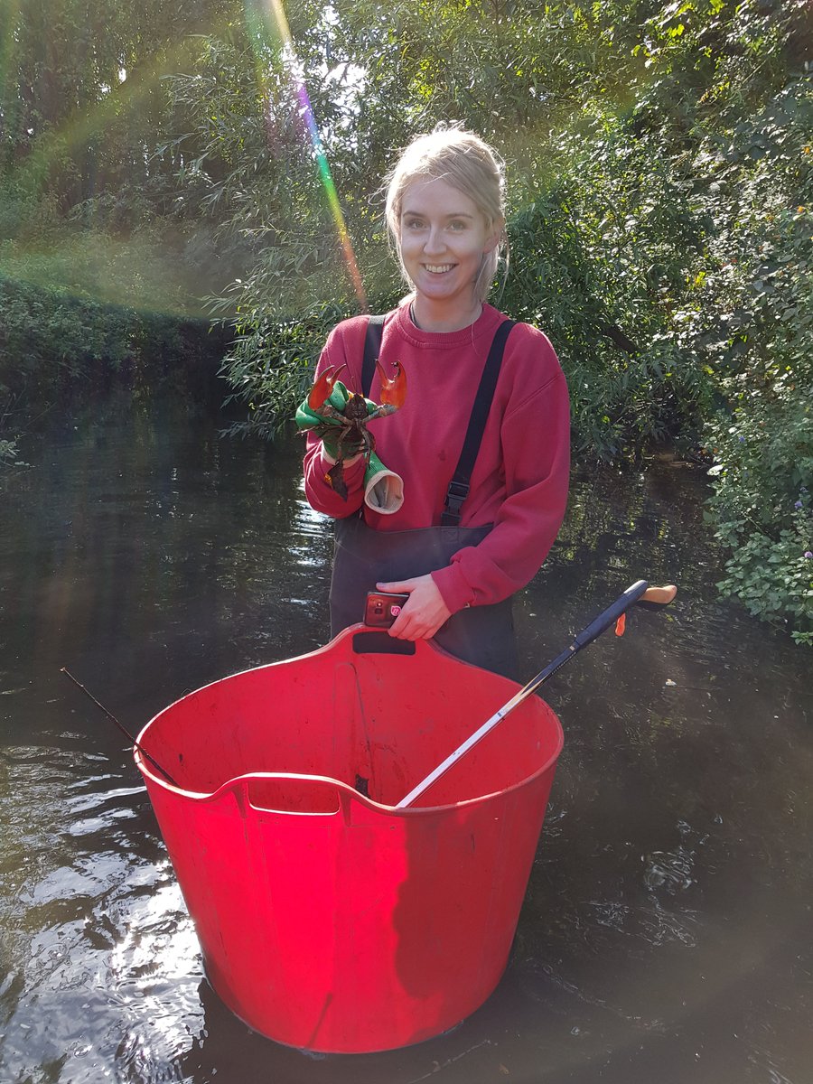 ajbelloni's tweet photo. Clearing litter &amp; along came a signal crayfish from the Colne outside Tesco Extra Watford https://t.co/9NunfNBFPd