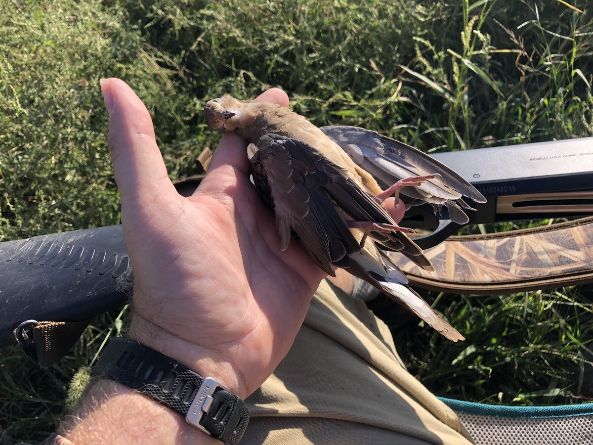 waterfowlhunter's tweet photo. The first bird of the year is always the hardest. #BirdOfPeace #PillowCased #Poof #OnTheBoard https://t.co/6s5RNIVVw2
