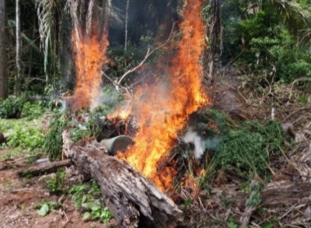 FELCN_noticias's tweet image. #FELCN Santa Cruz, detectó e incineró dos# plantaciones de Marihuana en las Provincias Ichilo y Nuflo Chavez, del departamento de #SantaCruz, de 1.500 m2 y 5.000 m2 respectivamente, #afectando al patrimonio del narcotráfico en aprox. $us. 100.000