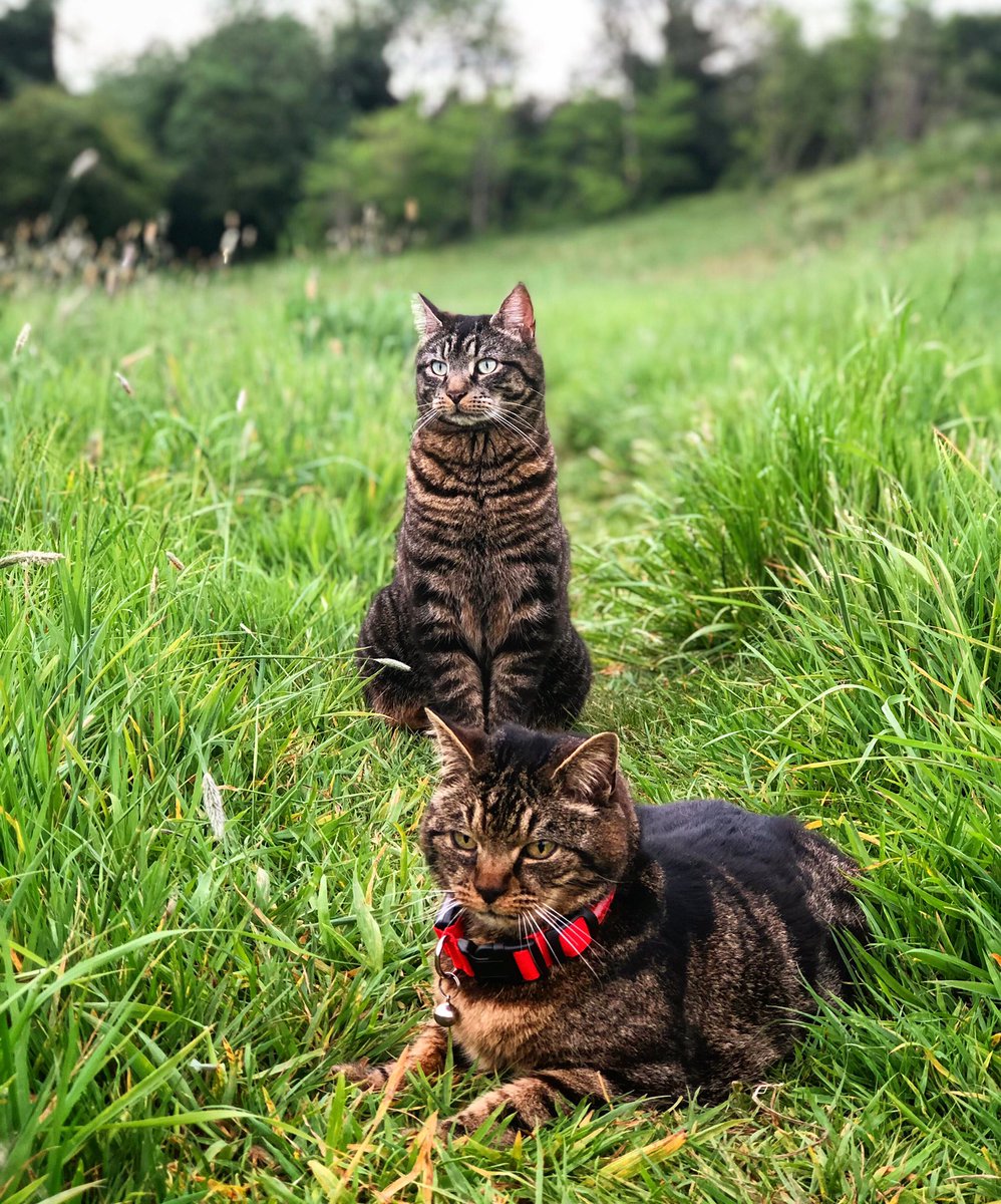 ClarkeCufflinks's tweet photo. @asda #mrgrumbles Here’s Milo doing his grumpy face because his lips are stuck to his teeth! He’s also deaf so won’t be frightened when filming and goes on two catwalks a day over the local fields so has excellent on command acting skills. https://t.co/4E9ZfVWpcc