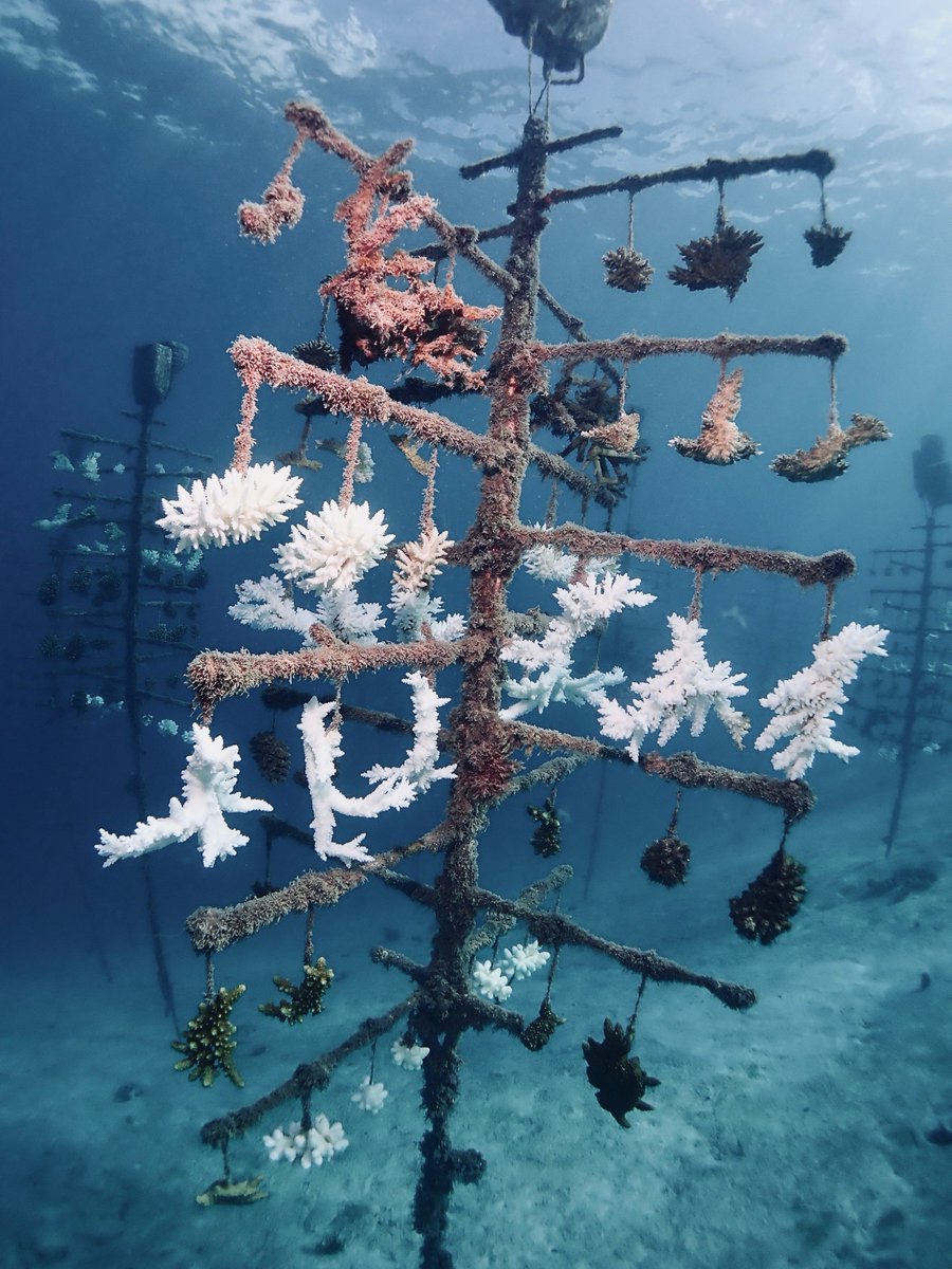 55% of #coral mortalities in the nurseries after the 2019 coral #bleaching event...so frustrating... We urgently need to reduce our greenhouse gaz emissions to save coral reefs, #restoration alone won't be enough. @criobe_pf @INEE_CNRS