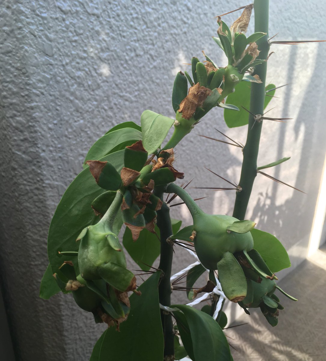 挿し木の新芽が出ないペレスキア Pereskia Nemorosa 挿し木 オク購入 開花済 ついてる実はpereskia Grandifolia 大葉キリン の花粉をつけてできたもの T Co Nk0lj5qria