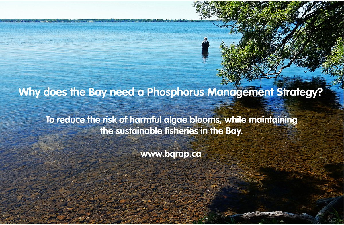 BQRAP's tweet photo. The main issue with the Bay of Quinte has always been excess phosphorus. #bqrap #bayofquinte https://t.co/ioWeRnRxgx https://t.co/AZtntzCFKU