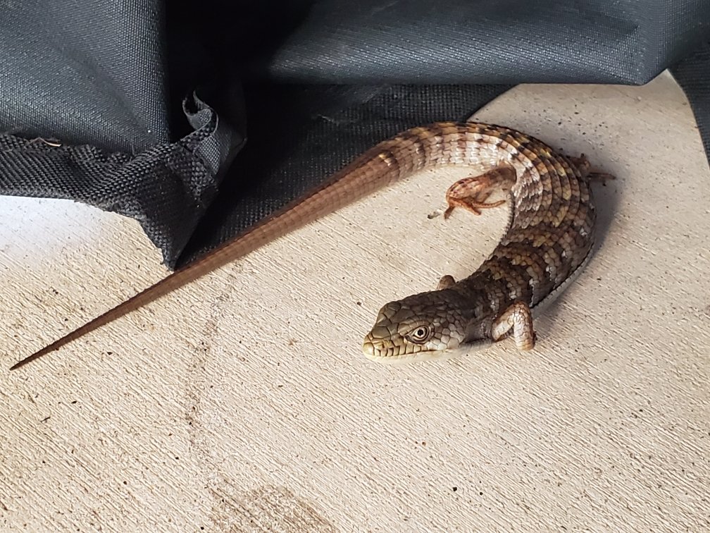 DesignerC_MAK's tweet photo. More Jurrasic Fun on my patio, damn near stepped on him! Figure almost a foot, thought it was a snake at first... #ItsHotToday https://t.co/zu4SsJcIta