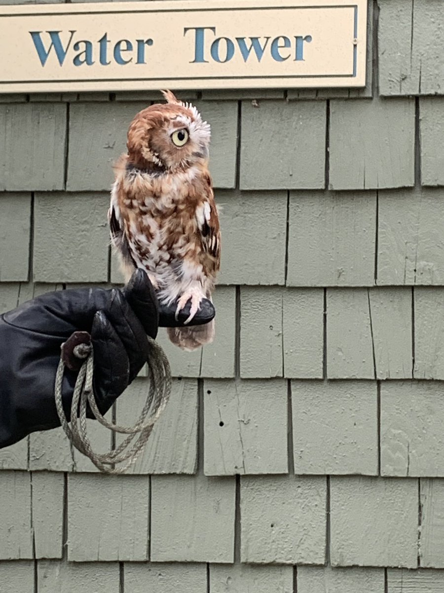 cincynature's tweet photo. That feeling when you think you see someone you know.... #hootsandhops @RAPTORIncOhio https://t.co/wSjjoaJEjm