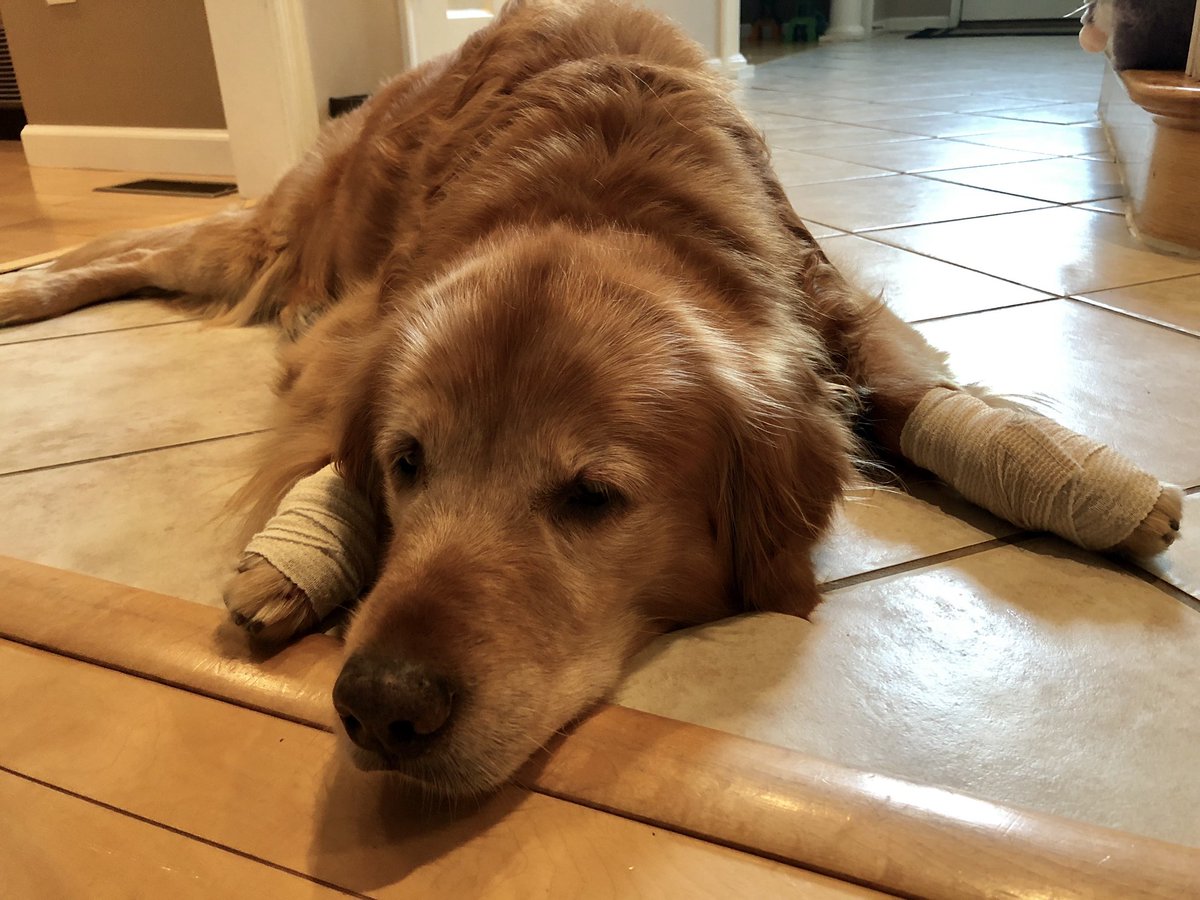 TourdeShadow's tweet photo. My licking is out of control. I am now raw. Bandages, it is, for me. #gettingoldisrough #Shadtastic #healup #goldenretriever https://t.co/1xjnT6kiHT