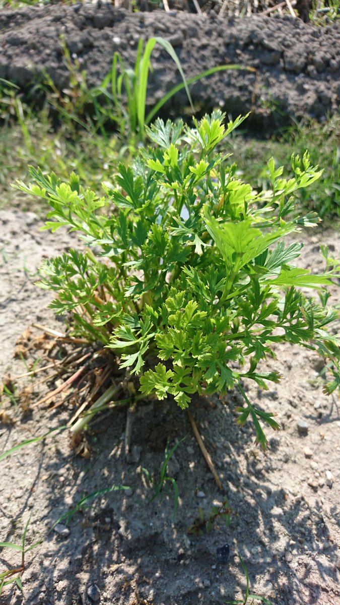 マニ 地植えにしてたパセリとイタリアンパセリ をプランターに移しました キアゲハの幼虫に齧られてかなり小さくなってます 雨の跳ね上がりで付いた土を洗うのが面倒臭かったりしていたので この子たちはプランターのほうが管理しやすいのかもしれませんね